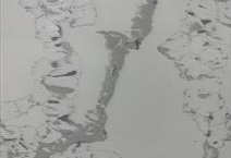 Calacatta Caribou